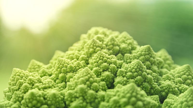 Food Quality Assurance